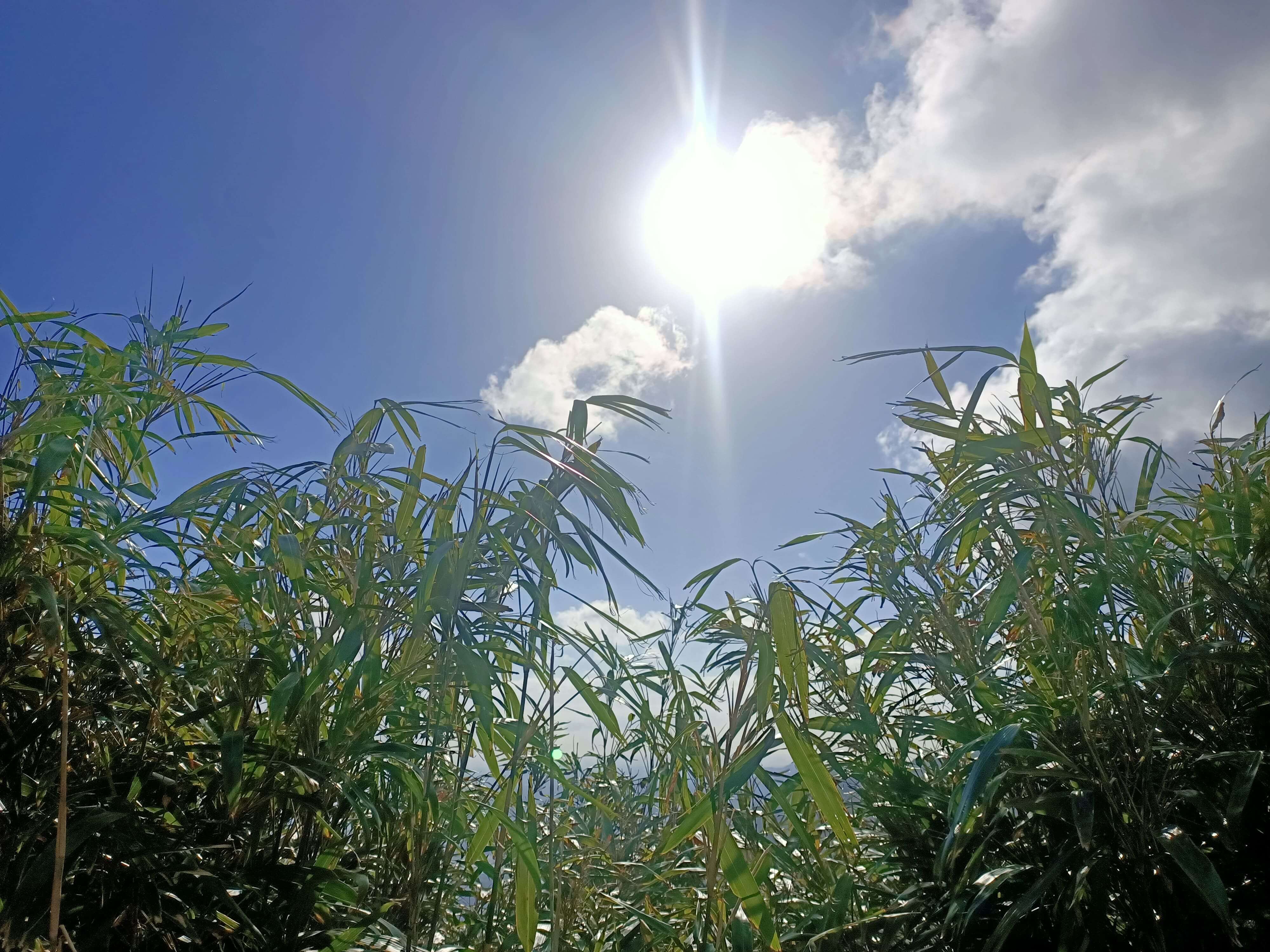 包籜矢竹（箭竹）